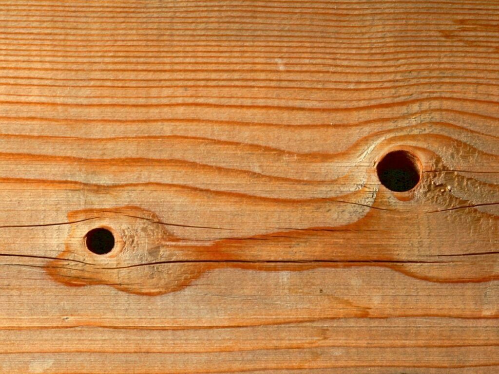 Ein Foto von Astlöchern in einer Holzplatte.