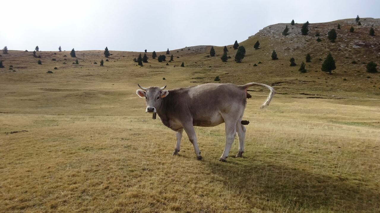 Eine braune Kuh beim Defäkieren. Sie steht auf einer Wiese, im Hintergrund sieht man Hügel mit Nadelbäumen stehen.